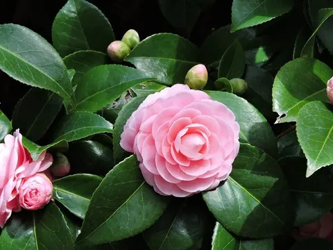 Các loại hoa Tết đẹp và không gây dị ứng cho bé