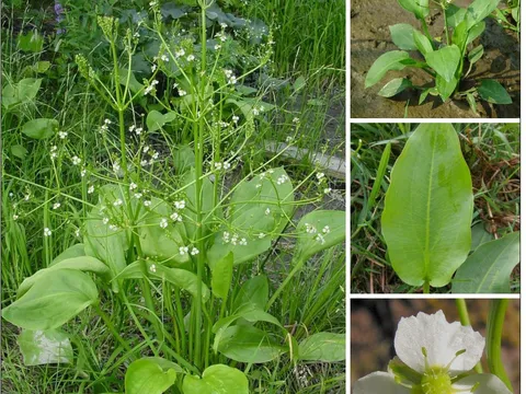 5 cách chữa bệnh gút bằng cây thuốc nam hiệu quả được nhiều người áp dụng nhất hiện nay