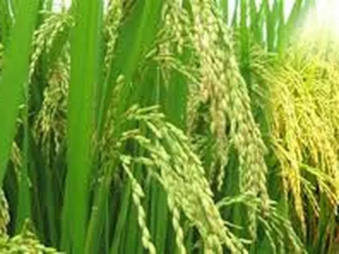 Giá lúa gạo hôm nay ngày 21/11: Giá gạo quay đầu giảm