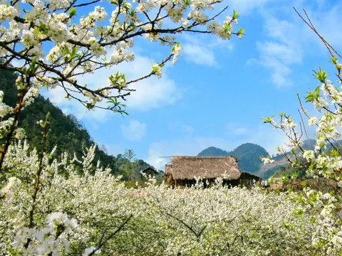 Mùa xuân với 4 loài hoa đẹp ở Mộc Châu