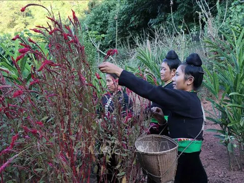 Độc đáo Tết Hoa mào gà của đồng bào dân tộc Cống