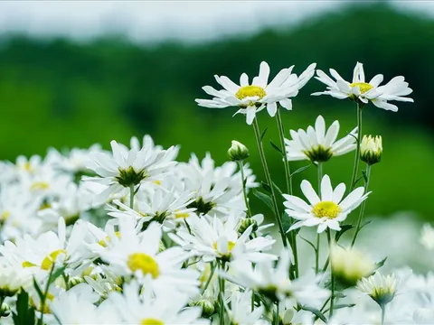 Những loài hoa của đất trời chớm đầu đông