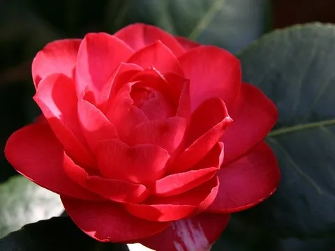 Những loại hoa thích hợp trồng vào mùa đông