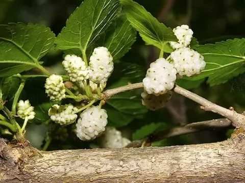 Bài thuốc phòng trị viêm phế quản mùa thu - đông