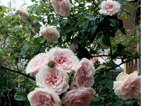 Top những  giống hoa hồng cổ đẹp nhất Việt Nam