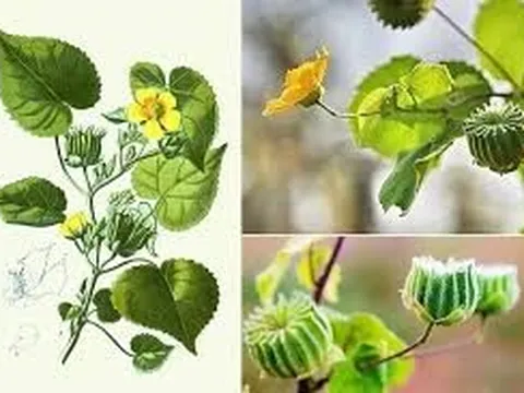 Bí quyết cải thiện ù tai, ve kêu trong tai nhờ dùng thực phẩm bảo vệ sức khỏe Kim Thính