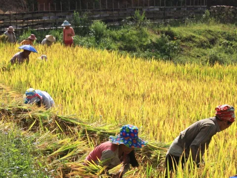 Cốm Tú Lệ, cực phẩm của đất trời