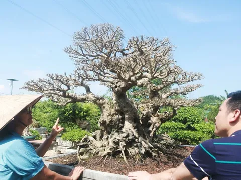 Song Long Tọa Thạch: Hành trình hơn 100 năm tạo tác một tác phẩm Sanh cổ