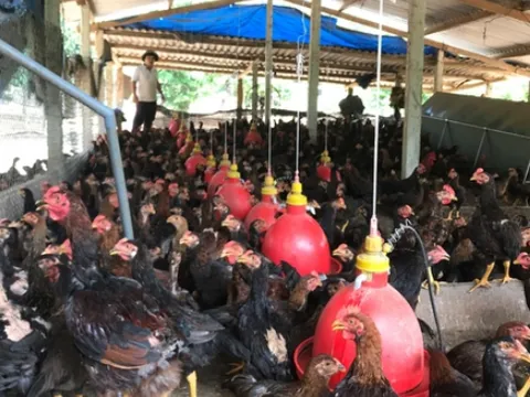 Top 20 loại cây trồng trong nhà có ý nghĩa phong thủy tốt nhất