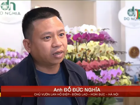 Hoa lan Hồ Điệp Đà Lạt lên ngôi trong dịp Tết Nguyên Đán Quý Mão 2023