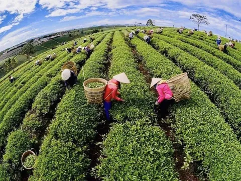 Bảo Lộc - Lâm Đồng trà ở đâu ngon?