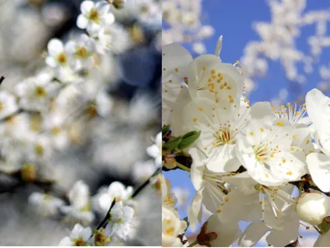 Xứ Đài mùa thu đông - Thiên đường cho người yêu hoa