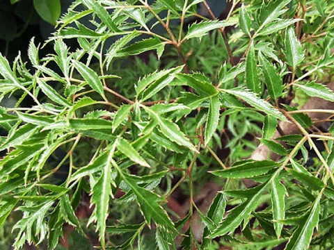 Cây đinh lăng và tác dụng đối với sức khỏe