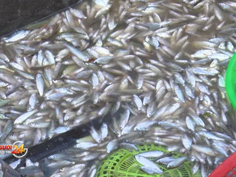 Hứng cá tại các miệng cống cho thu nhập khá