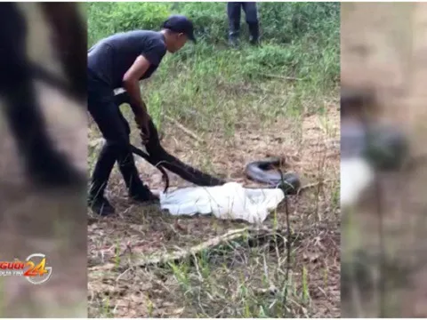 Thả rắn hổ mang chúa nặng 21kg vào khu bảo tồn