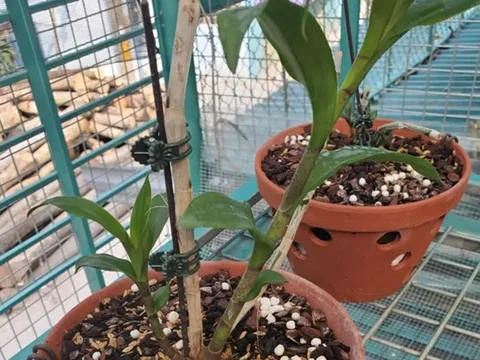 Cơ quan Công an xác nhận chủ vườn lan đột biến ở Hà Nội không bỏ trốn