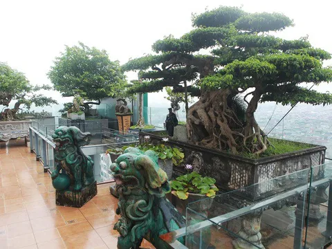 Mãn nhãn với vườn cây bonsai dáng quái giữa “lưng chừng trời” ở Hà Nội