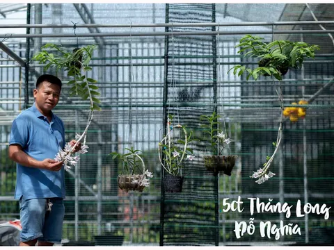 Đỗ Đức Nghĩa với niềm đam mê hoa lan đột biến