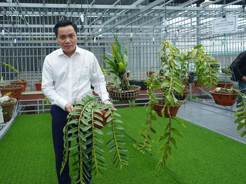 Nghệ nhân Dương Văn Lập: Muốn phát triển bền vững thị trường hoa lan cần tăng cường liên kết