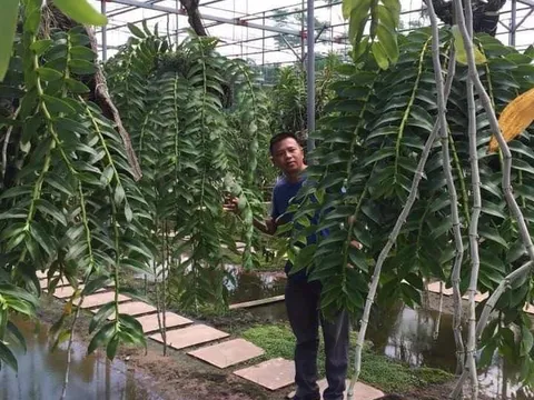 Nghệ nhân Đỗ Đức Nghĩa Hoa Lan đã và đang chở thành một ngành kinh tế