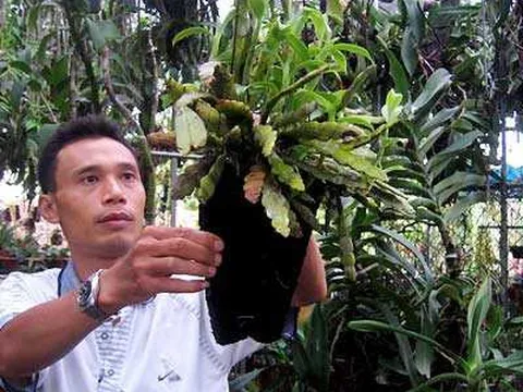 "Vua lan" Trần Tuấn Anh, Tây họ cười khi biết giá lan đột biến ở ta