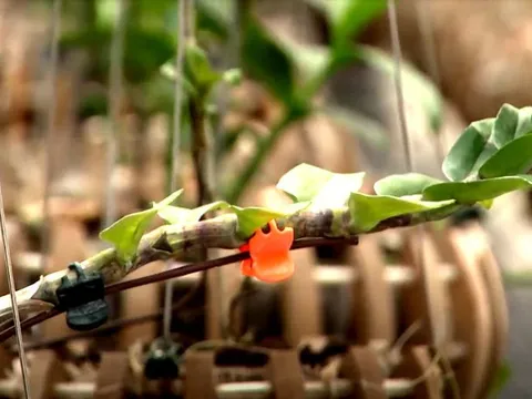 Đem mộc hương ‘huynh đệ’ tiền tỷ đổi lấy 1 kie lan đột biến