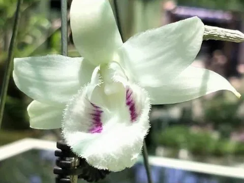 Đấu giá từ thiện 5 Cánh trắng Đôi mắt Pleiku xanh, chung tay phòng chống dịch COVID 19