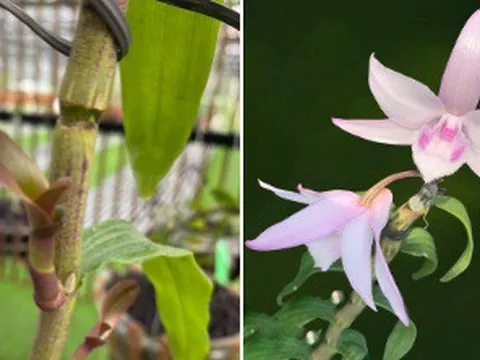 Hoạt động thiện nguyện của những người làm công tác Sinh Vật Cảnh