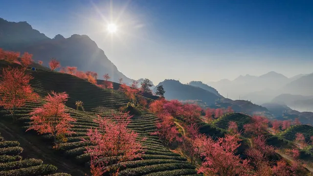 Mai anh đào nở sớm trên đồi chè Sa Pa