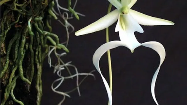 Phong lan ma – loài phong lan hiếm nhất thế giới