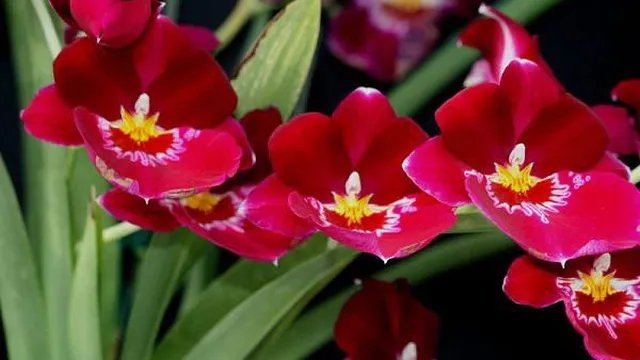 34 loài hoa lan rừng đẹp nhất hiện nay